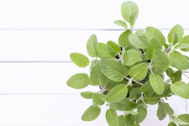 Salvia bitkisi beyaz arka planda izole edilmiş. Üst Manzara. Düz uzanma deseni.