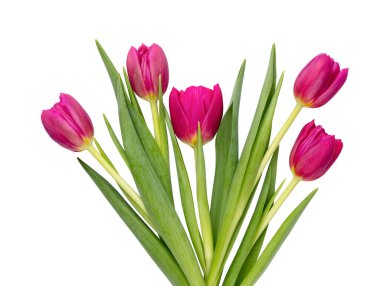 Beyaz arka planda leylak rengi lale çiçeği. Aşk, Uluslararası Kadınlar Günü, Anneler Günü ve Sevgililer Günü konsepti.