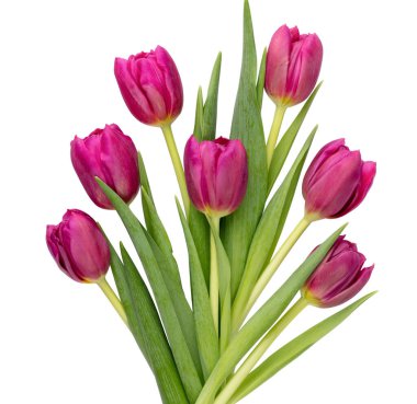 Beyaz arka planda leylak rengi lale çiçeği. Aşk, Uluslararası Kadınlar Günü, Anneler Günü ve Sevgililer Günü konsepti.