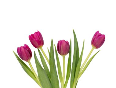 Beyaz arka planda leylak rengi lale çiçeği. Aşk, Uluslararası Kadınlar Günü, Anneler Günü ve Sevgililer Günü konsepti.