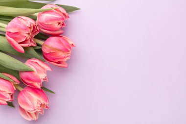 Pastel masa zemininde pembe lale çiçeği ve metin için kopya alanı. Aşk, Uluslararası Kadınlar Günü, Anneler Günü ve Sevgililer Günü konsepti.