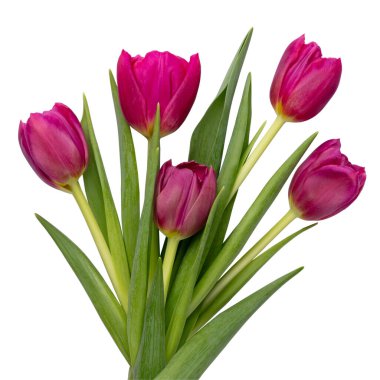 Beyaz arka planda leylak rengi lale çiçeği. Aşk, Uluslararası Kadınlar Günü, Anneler Günü ve Sevgililer Günü konsepti.