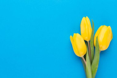 Mavi arkaplanda sarı laleler.