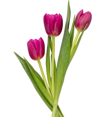 Beyaz arka planda leylak rengi lale çiçeği. Aşk, Uluslararası Kadınlar Günü, Anneler Günü ve Sevgililer Günü konsepti.