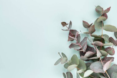 Okaliptüs kompozisyonu. Beyaz arka planda çeşitli renkli çiçeklerden oluşan desen. Düz yaşam stiil yatıyordu.