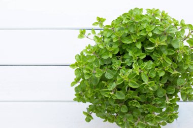 Maydanoz, fesleğen, salvija, yapraklar, kekik, beyaz arka planda naneli baharat..