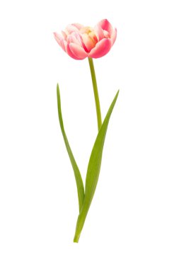 Bahar çiçekleri. Pastel renklerde laleler. Tebrik kartı Retro Vintage tarzı. Anneler günü, Paskalya tebrik kartı..