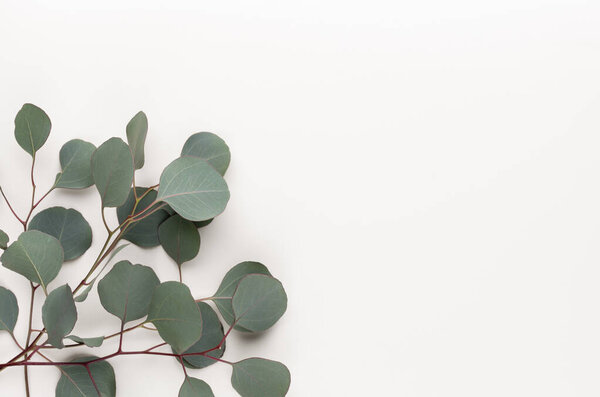 Green leaves eucalyptus on pastel background. flat lay, top view.