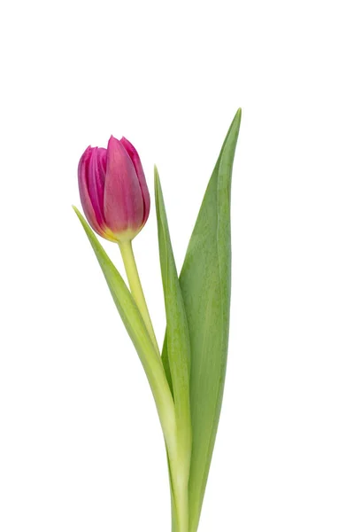 Flor Tulipa Lilás Fundo Branco Amor Dia Internacional Mulher Dia — Fotografia de Stock