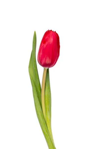 Fiore Tulipano Rosso Isolato Sfondo Bianco — Foto Stock