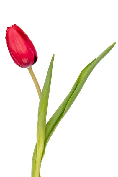 Bunga Tulip Merah Diisolasi Pada Latar Belakang Putih — Stok Foto