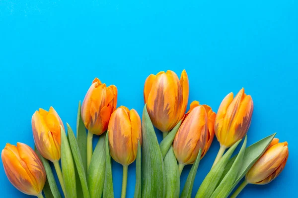Orange Tulips Pastel Background — Stock Photo, Image