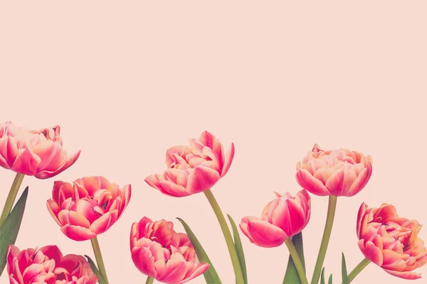 Frühlingsblumen Tulpen Auf Pastellfarbenem Hintergrund Grußkarte Retro Vintage Stil Muttertag — Stockfoto