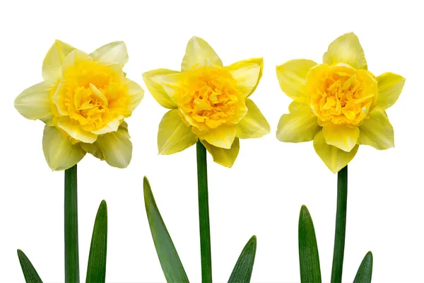 Jonquilles Jaunes Sur Fond Gris Carte Voeux Pâques — Photo