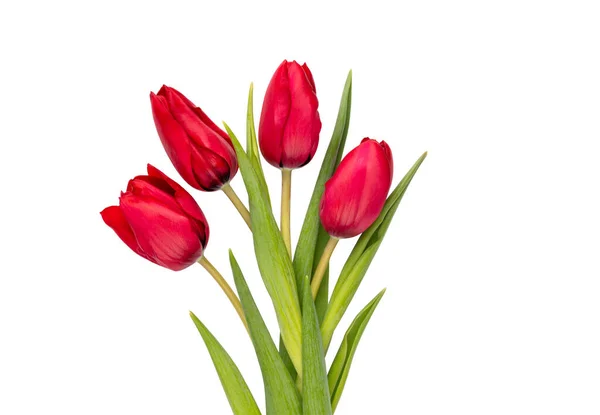 白色背景下的红郁金香花 — 图库照片