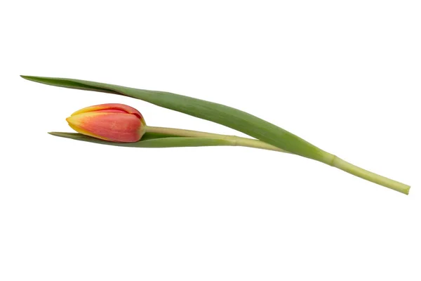 在白色背景下孤立的单根郁金香大花冠 — 图库照片