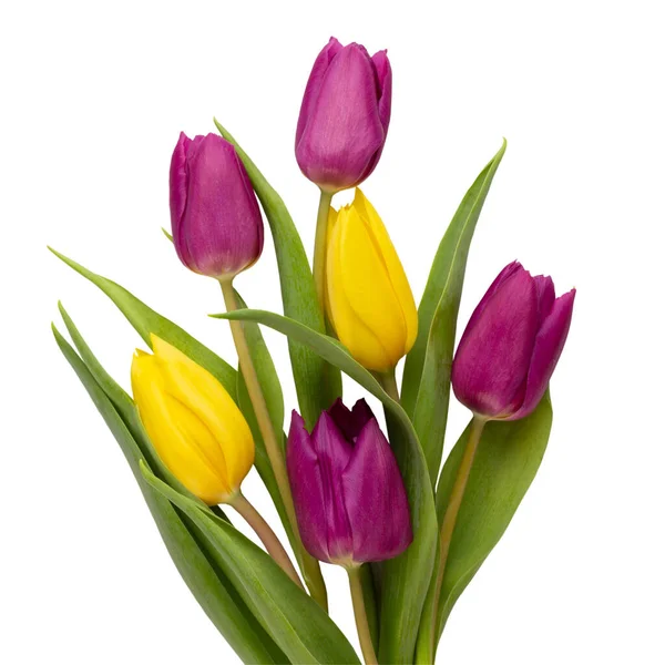 Весенние Цветы Тюльпаны Белом Фоне Открытки День Матери Пасхальные Открытки — стоковое фото