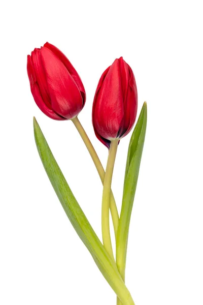 Fiore Tulipano Rosso Isolato Sfondo Bianco — Foto Stock