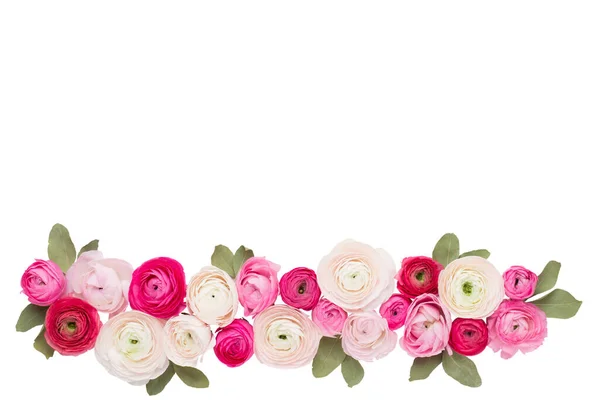Indah Berwarna Bunga Ranunculus Pada Latar Belakang Putih Valentines Hari — Stok Foto