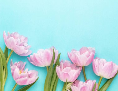 Pastel arka planda pembe lale çiçekleri.