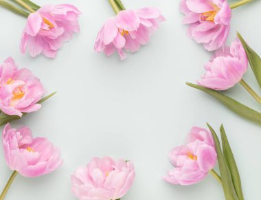 Pastel arka planda pembe lale çiçekleri.
