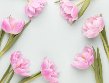 Pastel arka planda pembe lale çiçekleri.