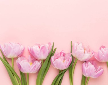 Pastel arka planda pembe lale çiçekleri.