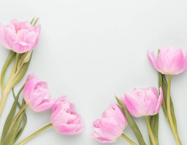 Pastel arka planda pembe lale çiçekleri.