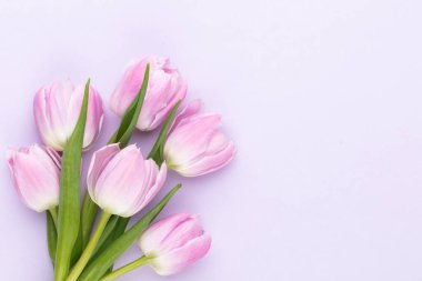 Mor arka planda leylak lale çiçeği. Aşk, Uluslararası Kadınlar Günü, Anneler Günü ve Sevgililer Günü konsepti.