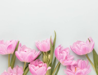 Pastel arka planda pembe lale çiçekleri.