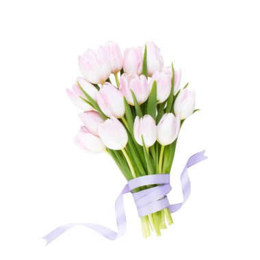 Beyaz arka planda pembe lale. Paskalya arkaplanı.