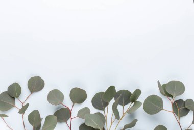 Pastel arka planda yeşil okaliptüs yaprakları. düz yatış, üst görünüm.