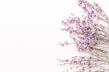 Çiçek kompozisyonu. Pembe arka planda pembe çiçekler. Paskalya, bahar konsepti. Tebrik kartı, düz konum, üst görünüm. 