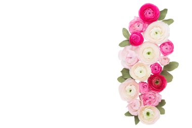 Beyaz arka planda güzel renkli ranunculus çiçekleri. Sevgililer Günü tebrik kartı..