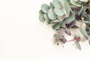 Okaliptüs kompozisyonu. Beyaz arka planda çeşitli renkli çiçeklerden oluşan desen. Düz yaşam stiil yatıyordu.