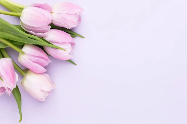 Λίλιακ Τουλίπα Λουλούδι Μωβ Φόντο Αγάπη Διεθνής Ημέρα Της Γυναίκας — Φωτογραφία Αρχείου