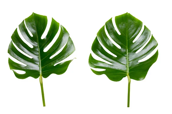 Beyaz Ahşap Arka Planda Canavar Yaprağı Palmiye Yaprağı Gerçek Tropikal — Stok fotoğraf