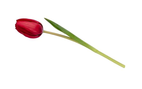 Fiore Tulipano Rosso Isolato Sfondo Bianco — Foto Stock