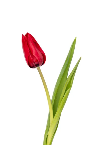 Red Tulip Flower Isolated White Background — Stock Photo, Image