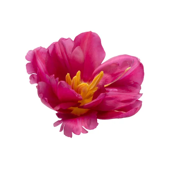 Macro Única Cabeça Tulipa Isolada Fundo Branco — Fotografia de Stock