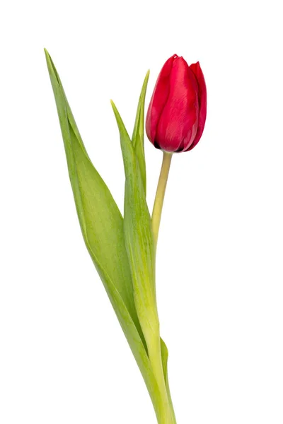 Κόκκινο Λουλούδι Τουλίπας Απομονωμένο Λευκό Φόντο Royalty Free Εικόνες Αρχείου