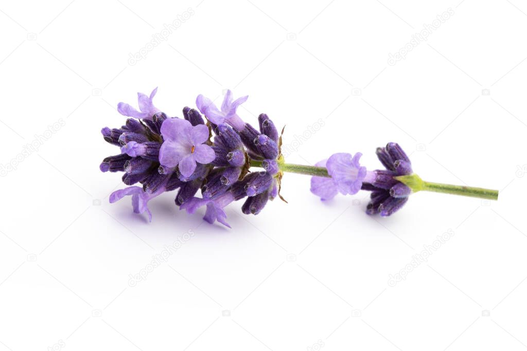 Lavender flowers bunch tied isolated on white background.