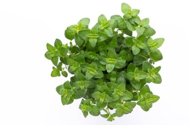 Maydanoz, fesleğen, salvija, yapraklar, kekik, beyaz arka planda naneli baharat..