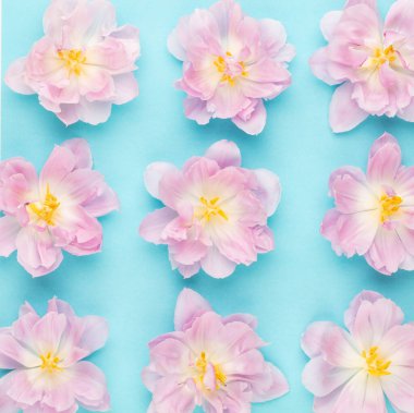 Pastel arka planda pembe laleler çiçek açıyor..