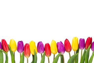 Renkli bahar çiçekleri, gri arka planda lale..