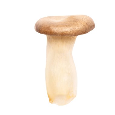 Kral istiridye mantarı. Beyaz arka planda eryngii mantarı.