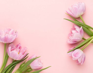 Pastel arka planda pembe lale çiçekleri.