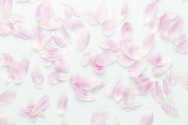 Pastel arka planda pembe lale yaprakları.