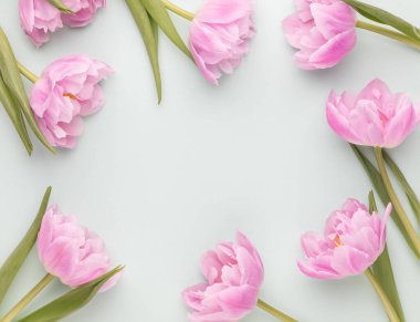 Pastel arka planda pembe lale çiçekleri.