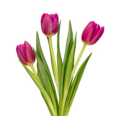 Beyaz arka planda leylak rengi lale çiçeği. Aşk, Uluslararası Kadınlar Günü, Anneler Günü ve Sevgililer Günü konsepti.